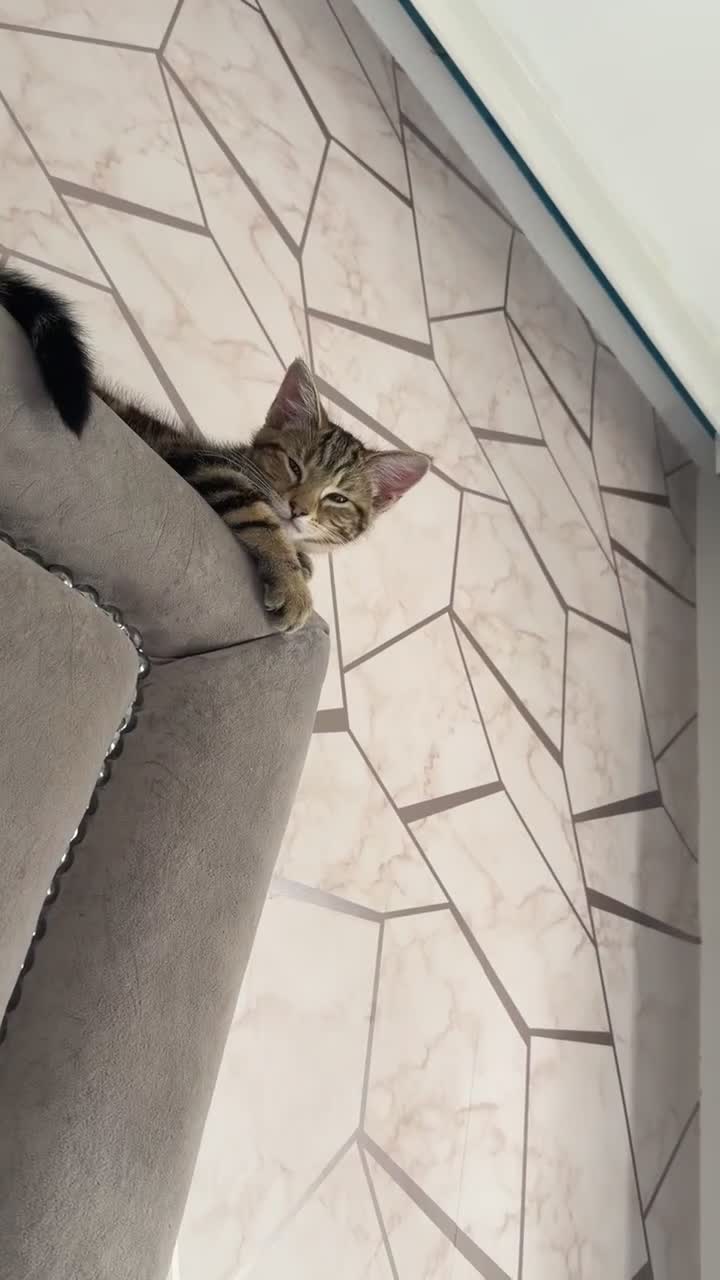 Mixed Breed cats for sale: Tabby kitten for sale in Ayr - Video 1