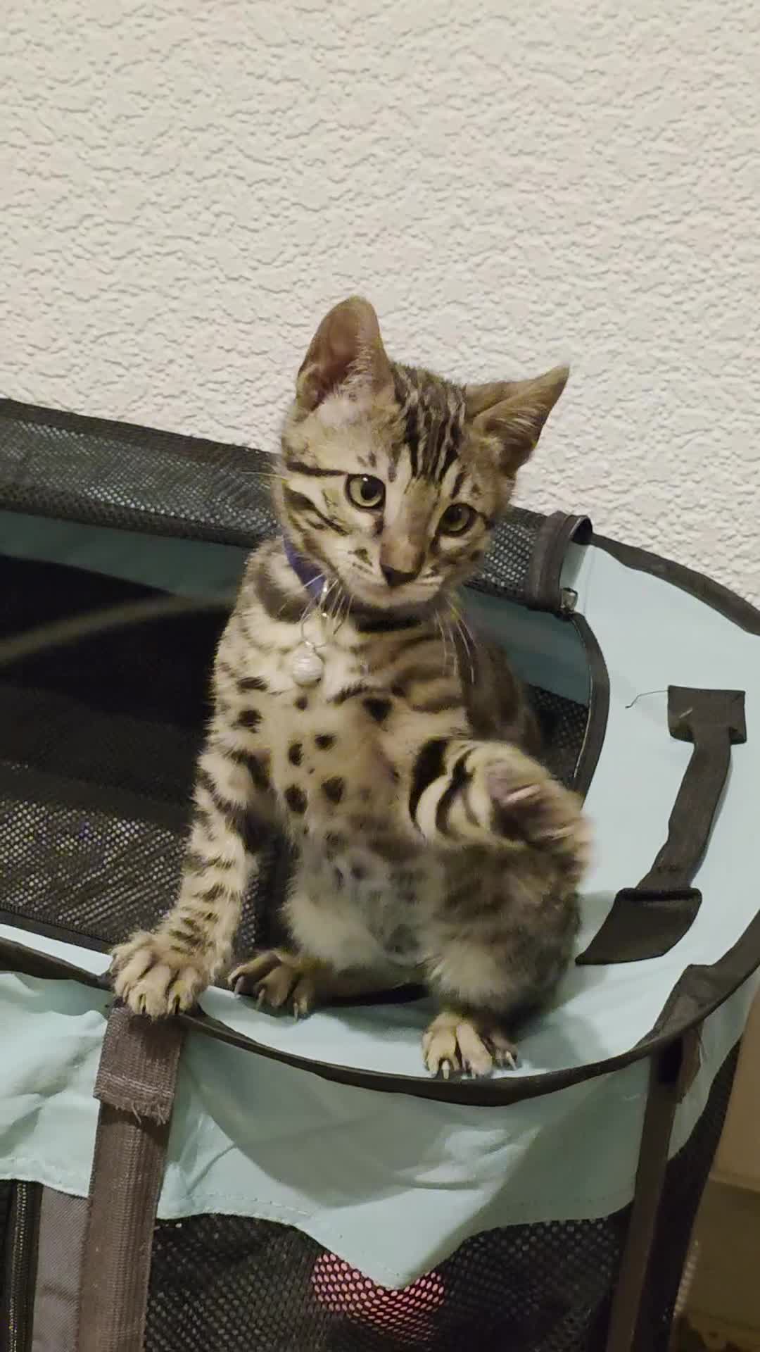 Bengal cats for sale: Stunning bengal kittens - Video 1