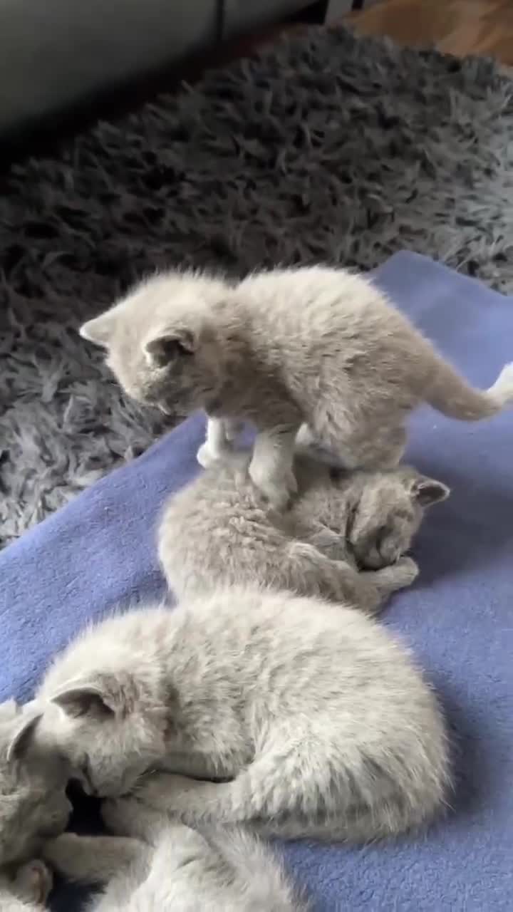 British Shorthair cats for sale: British Shorthair x Russian Blue Kittens  - Video 2