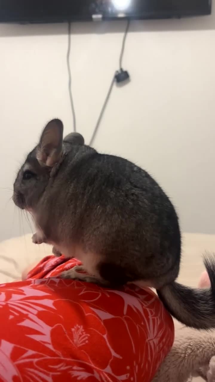 Chinchilla rodents for sale: chinchilla and cage  in Manchester - Video 3