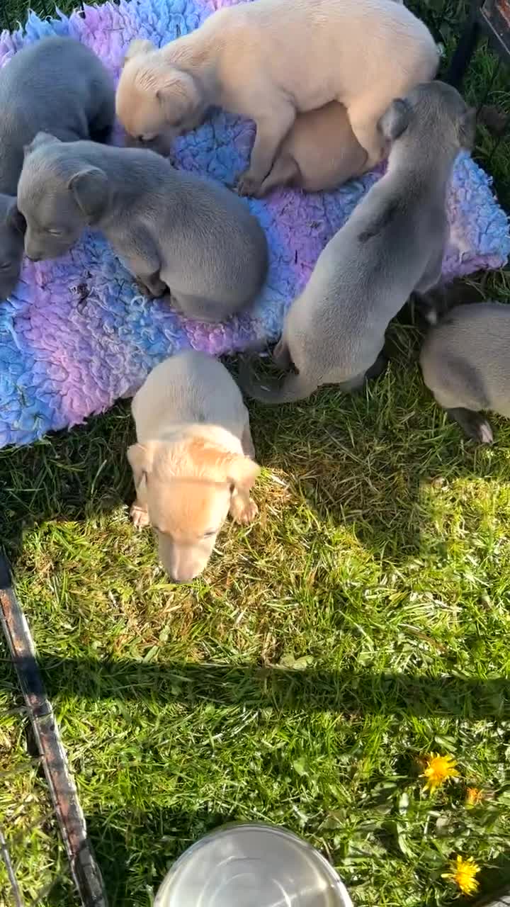 Whippet dogs for sale: Kc Reg whippet  * 1 BOY LEFT* ready 22/05/26 - Video 1