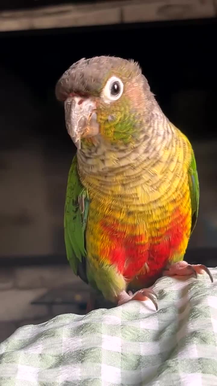 Conures birds for sale: Green cheek conure for sale  - Video 3