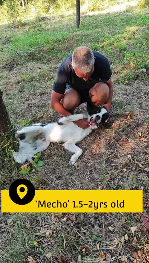 Mixed Breed dogs for adoption: Mecho, 1.5-2 yrs old. Available for adoption. - Video 2