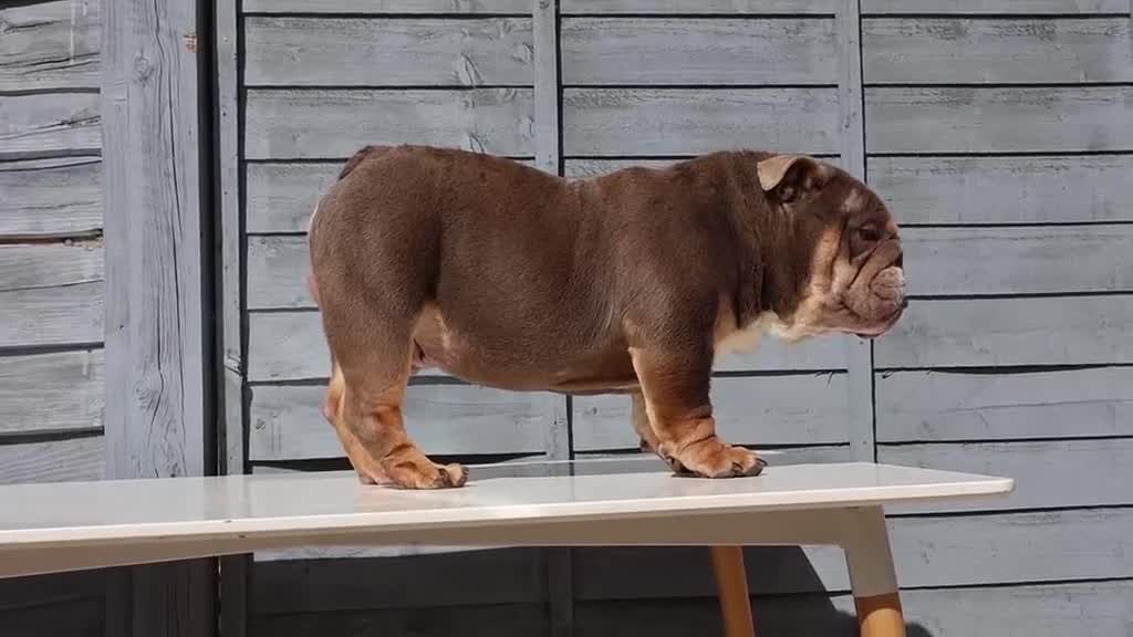 English Bulldog dogs for stud:  City’s Tiney true miniature English bulldog  - Video 1