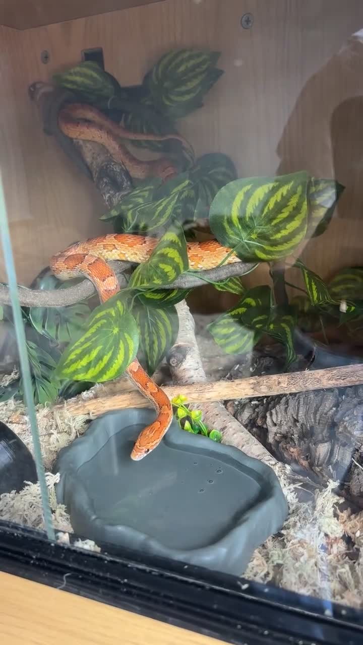Corn Snake reptiles for sale: Friendly and Beautiful corn snake - Video 1