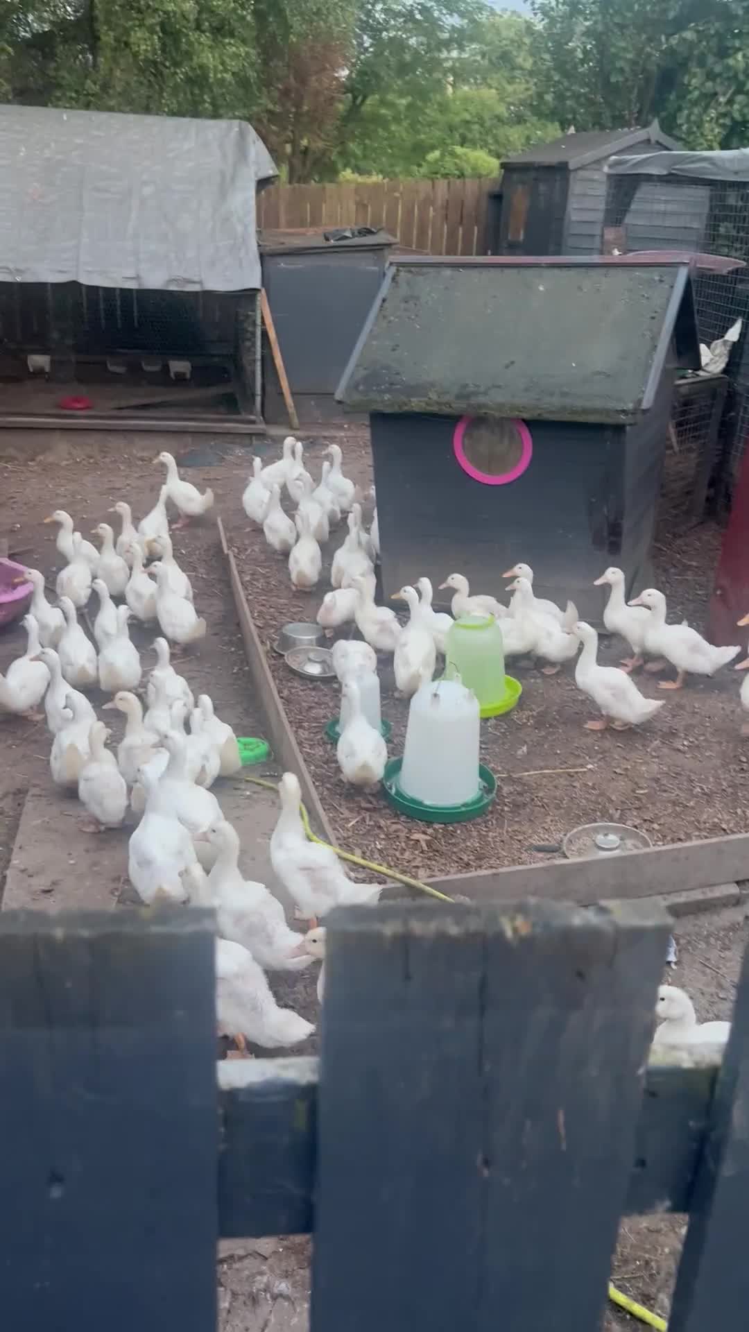 Ducks poultry for sale: Cherry Valley Ducks  - Video 1
