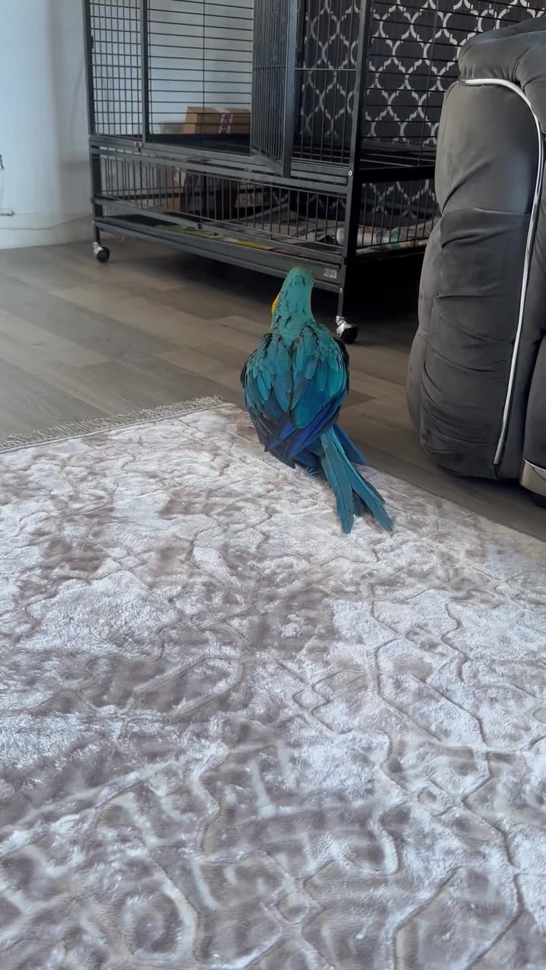 Macaws birds for sale: Baby blue and gold macaw  - Video 1