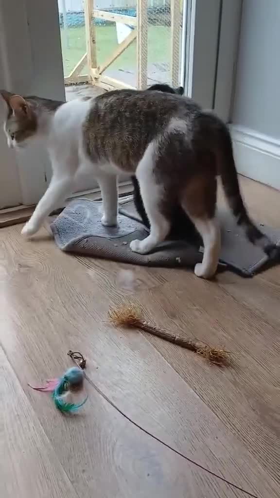 Mixed Breed cats for adoption: Galaxy for adoption in Waterlooville - Video 1