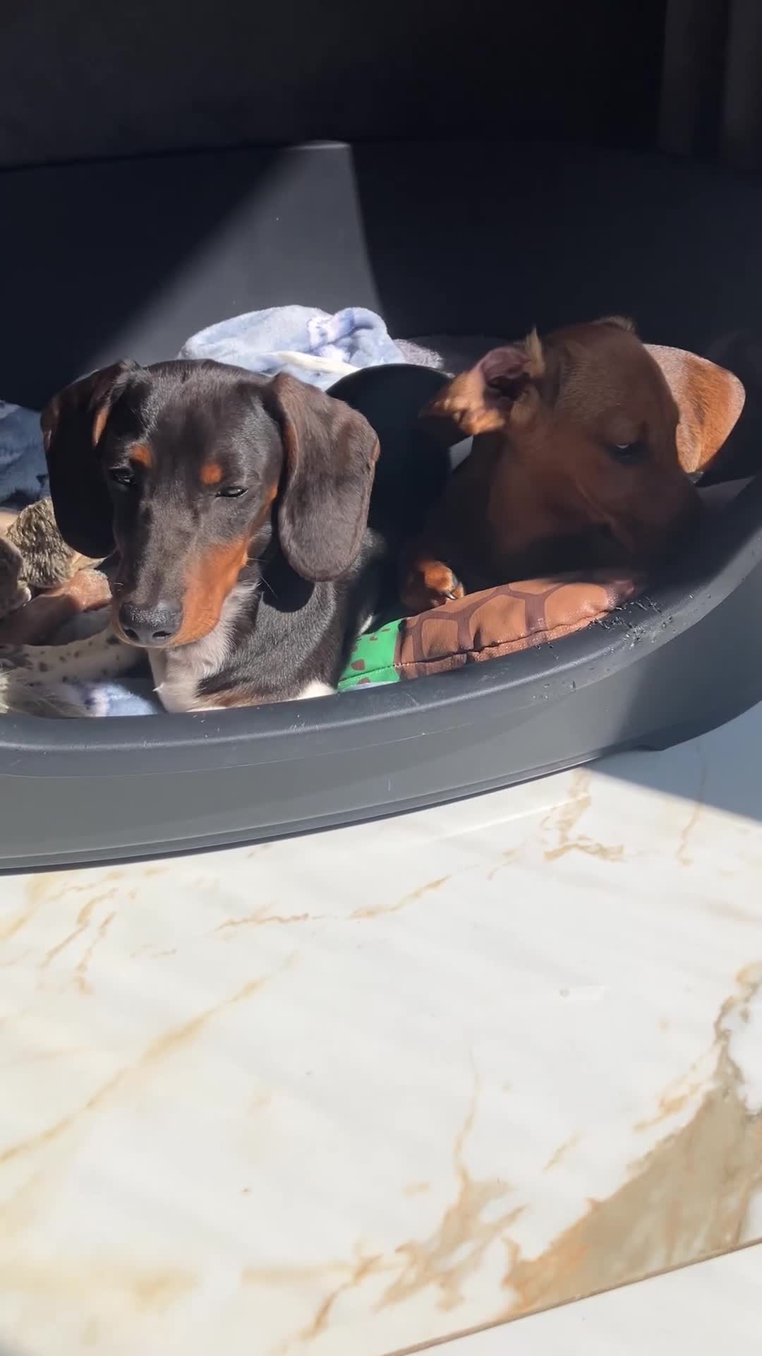 Miniature Dachshund dogs for sale: Male and female dachshund puppy  - Video 2