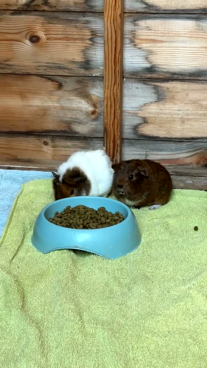 Guinea Pig rodents for sale: 2 sweet baby boars - Video 2