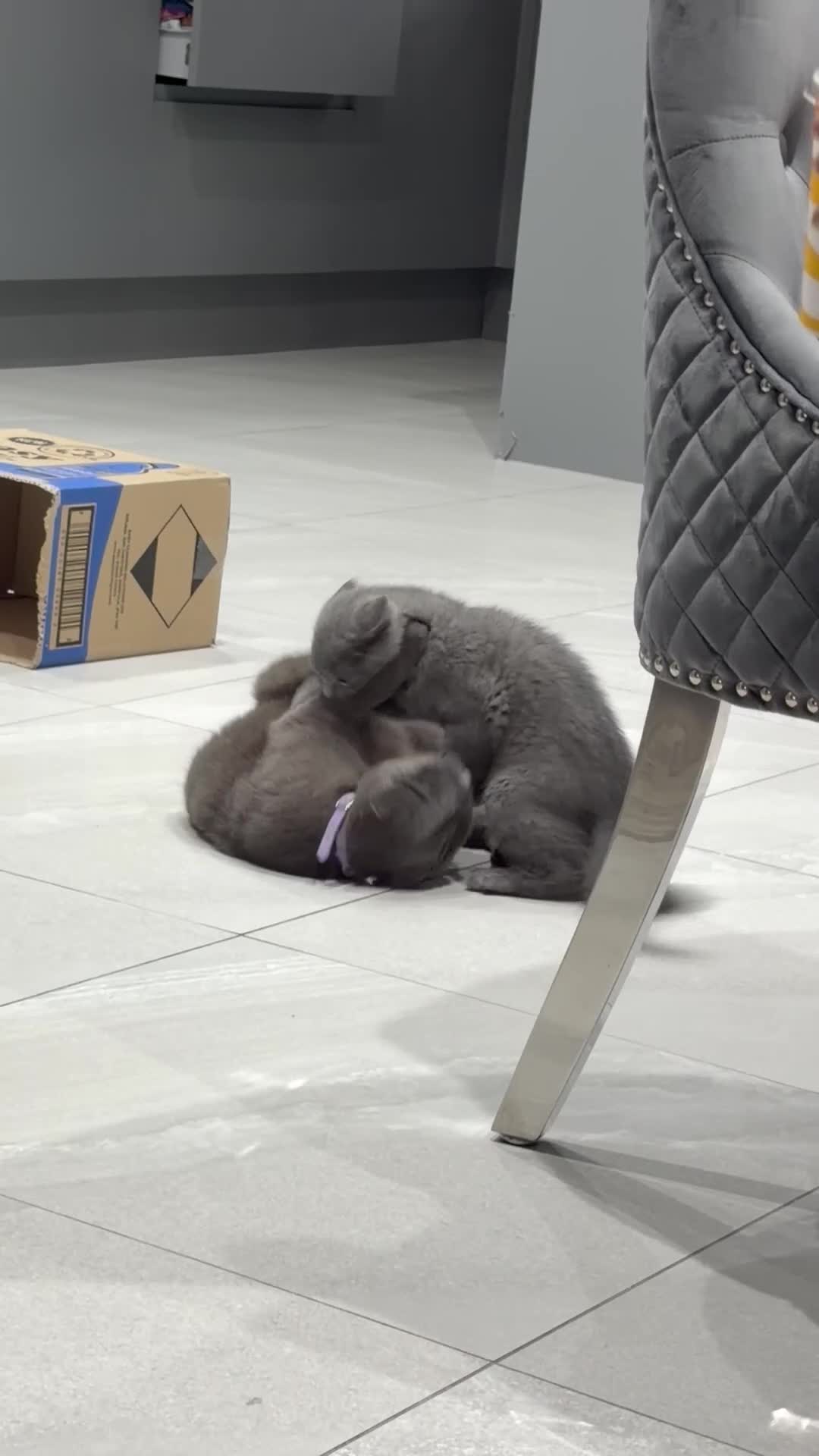 British Shorthair cats for sale: British short hair  in London - Video 1