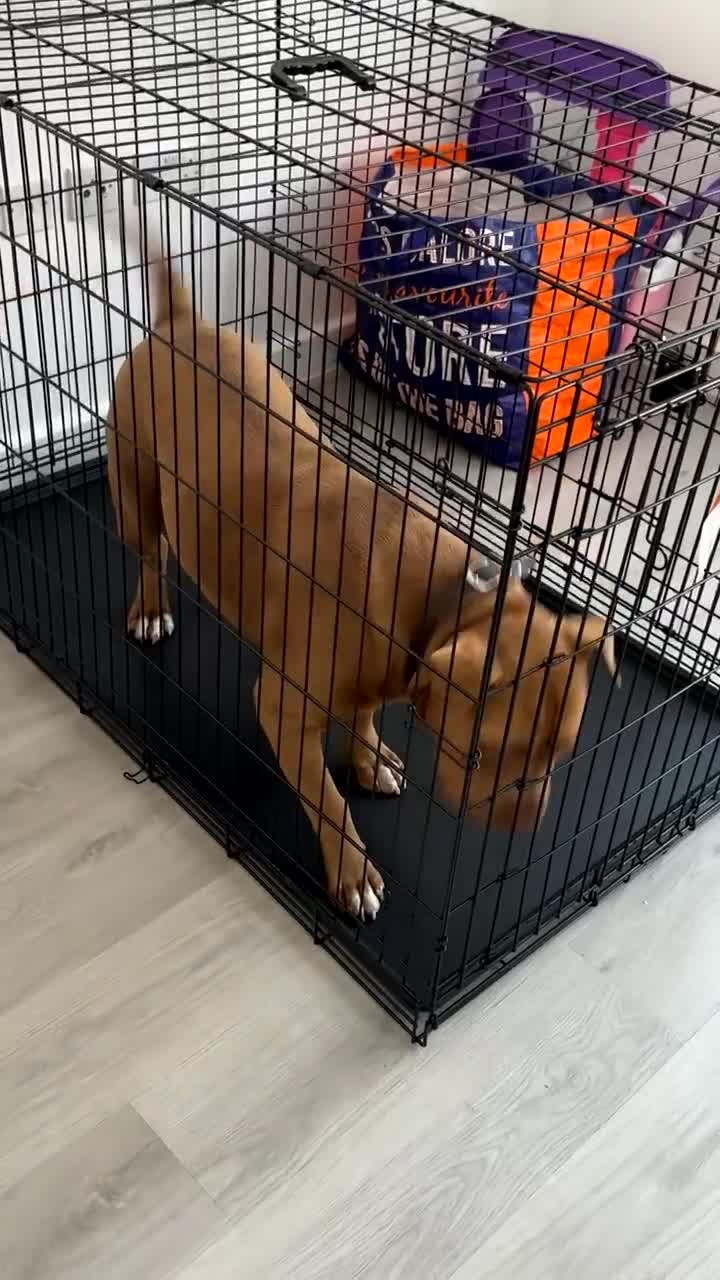 Mixed Breed dogs for sale: Dog for rehoming  - Video 2