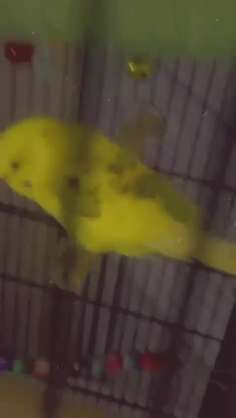 Canaries birds for sale: Budgie for sale  - Video 1
