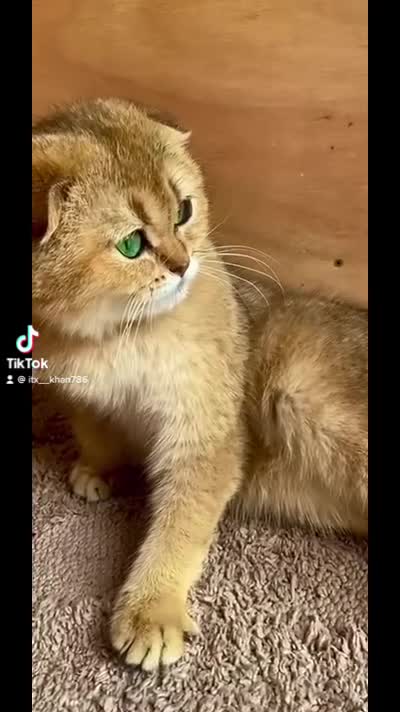 British Shorthair cats for sale: 🔥Champion Line Golden British Shorthair Kittens🔥 - Video 2