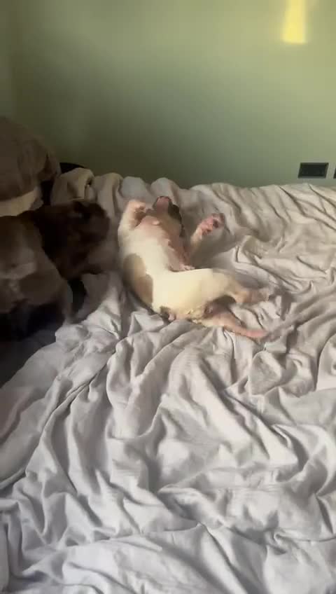 Mixed Breed dogs for adoption: 💖ELVA -a Sweet Frenchie Rescued From Starvation💖 - Video 2