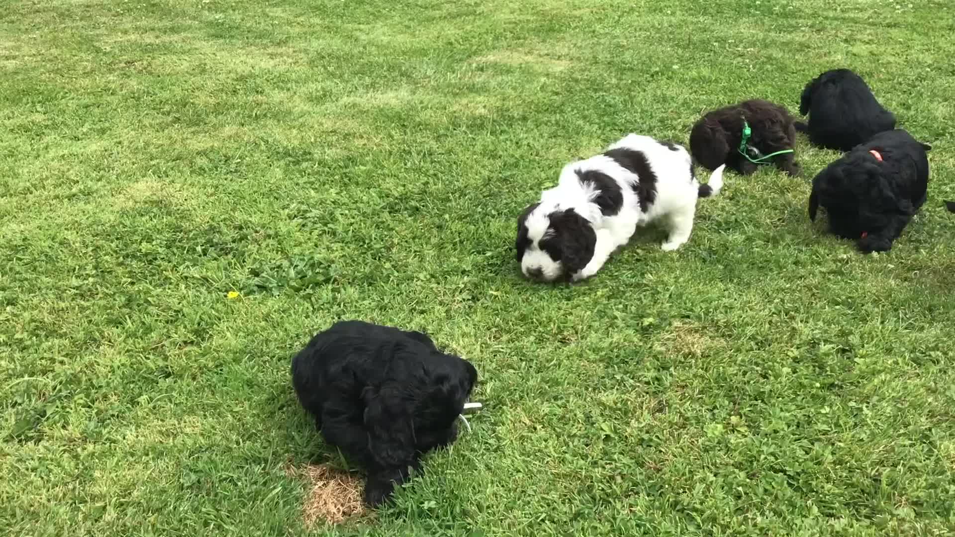 Cockapoo dogs for sale: COCKAPOO PUPS. READY TO LEAVE. - Video 2