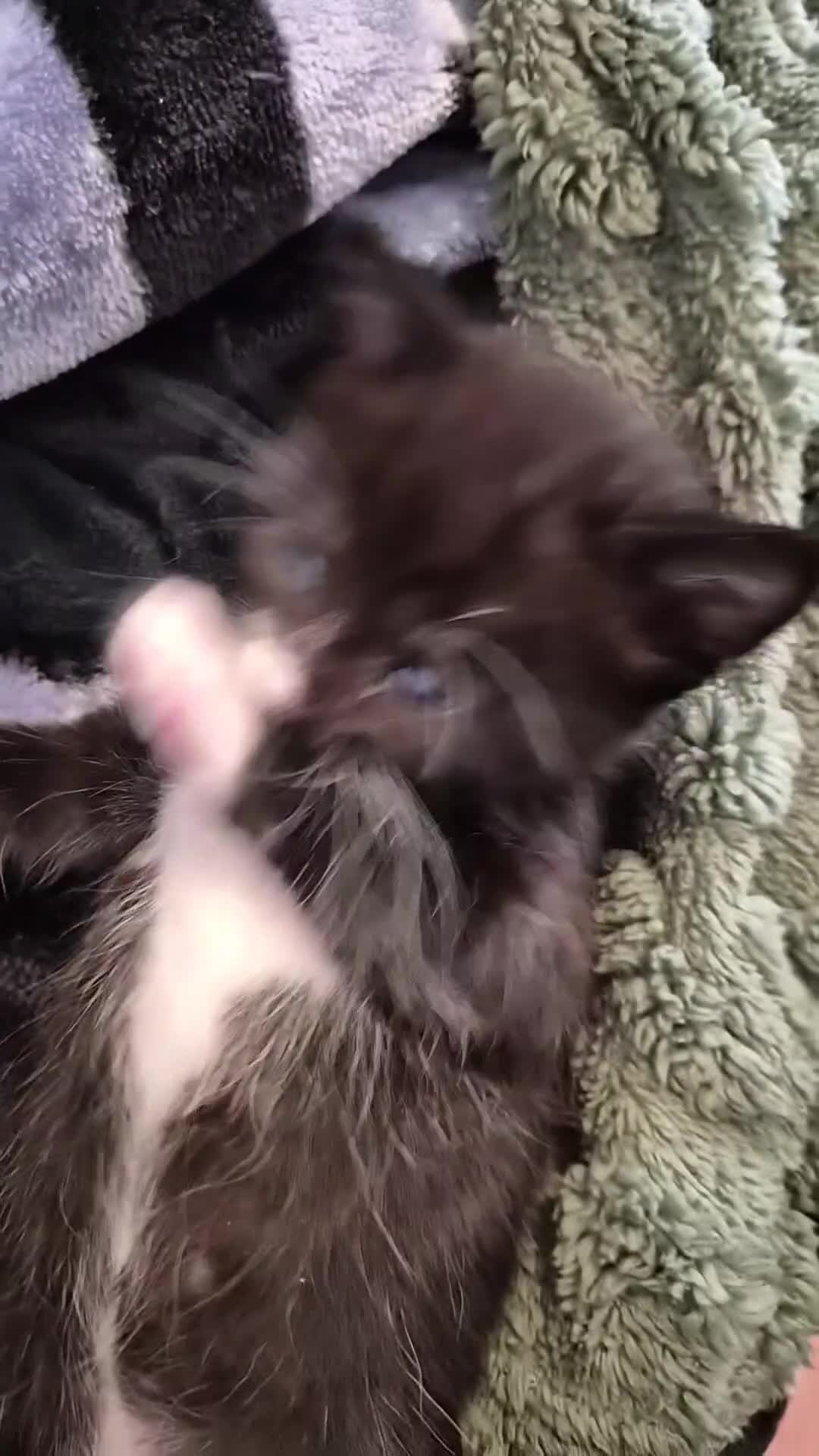 Maine Coon cats for sale: Maine Coon Mix Kittens - Video 2