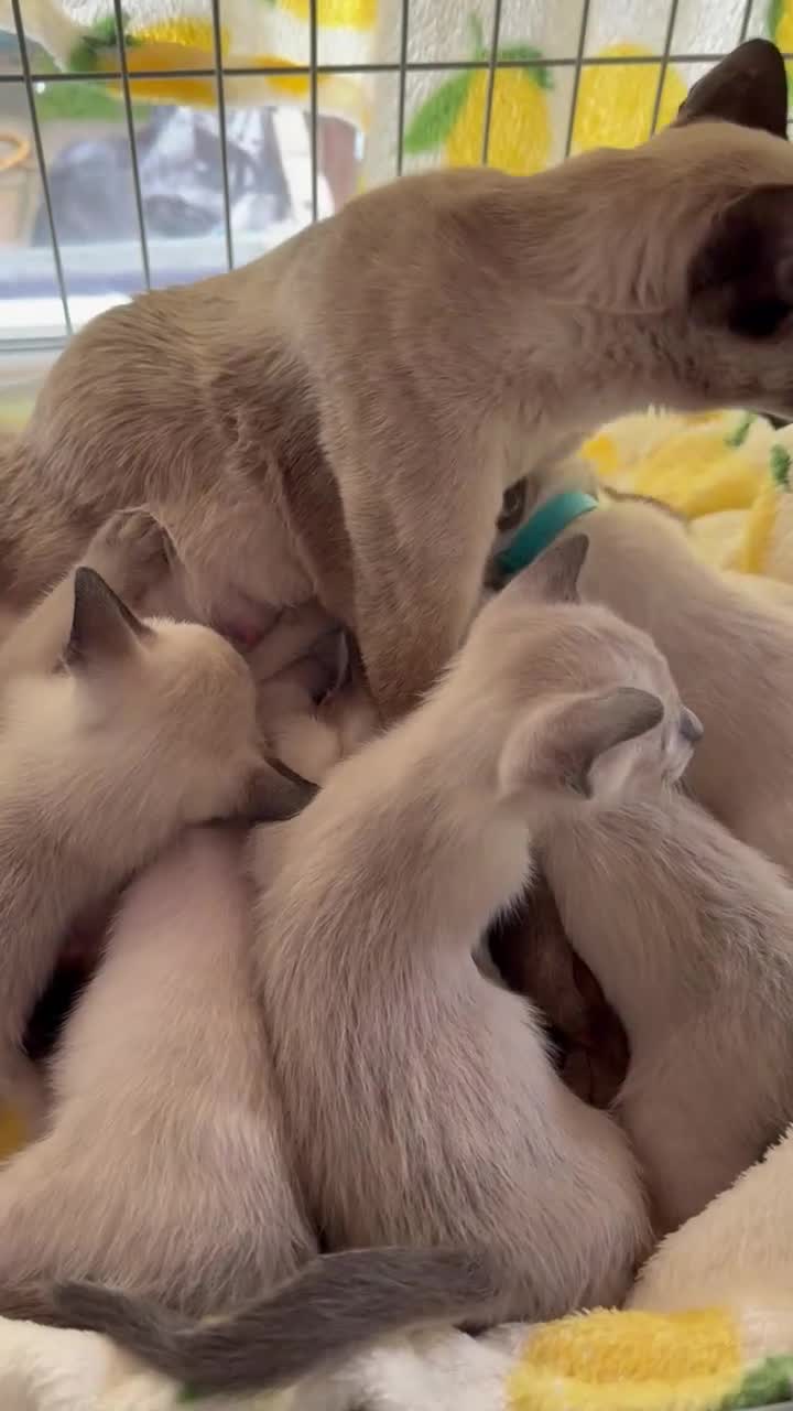 Siamese cats for sale: Siamese seal points  - Video 1