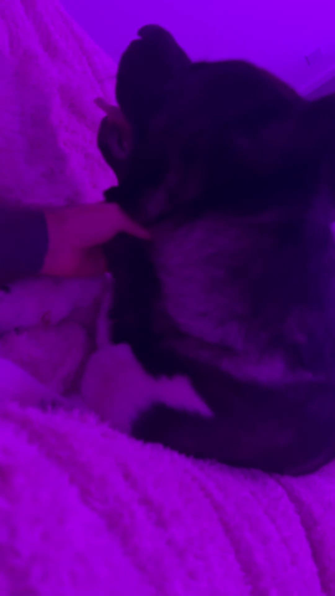 Akita dogs for sale: Zeus the most beautiful American Akita in Wokingham - Video 1