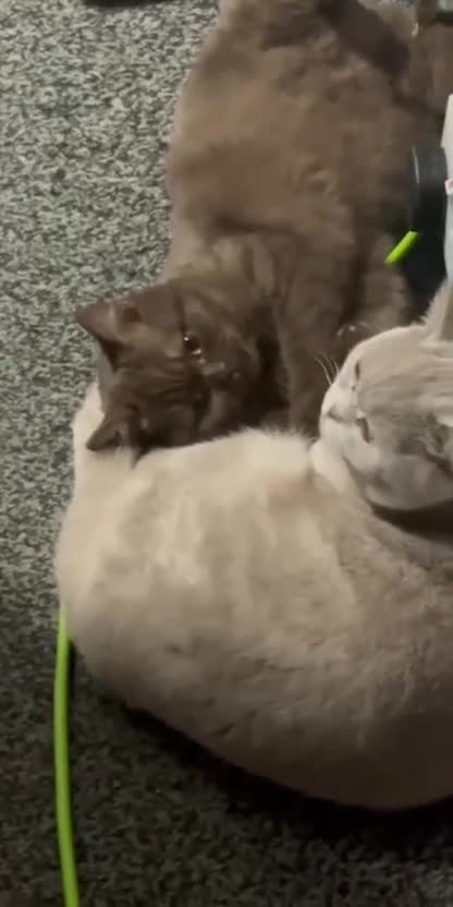British Shorthair cats for sale: Adorable chocolate British shorthair kitten - Video 2