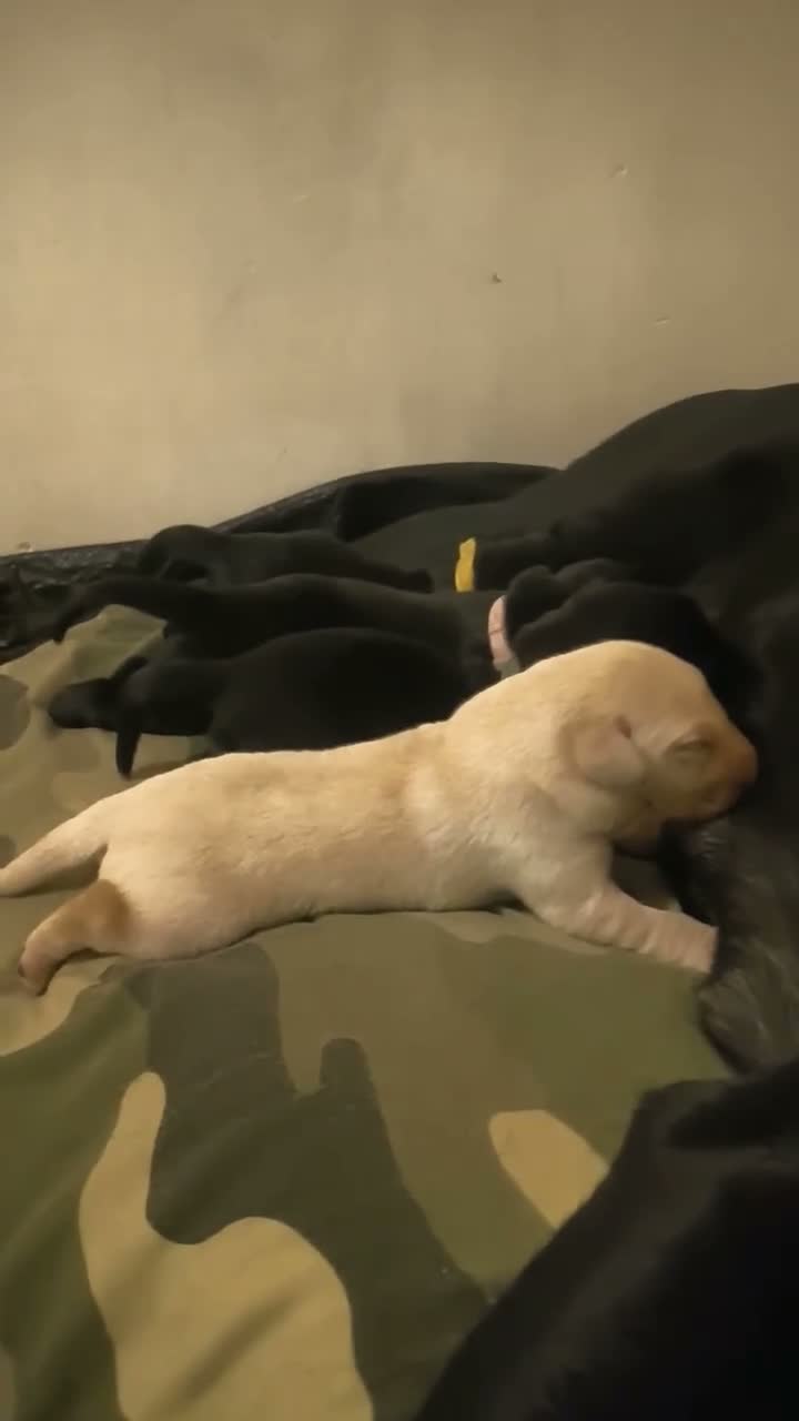 Labrador Retriever dogs for sale: 4 Month old gold lab for sale - Video 1