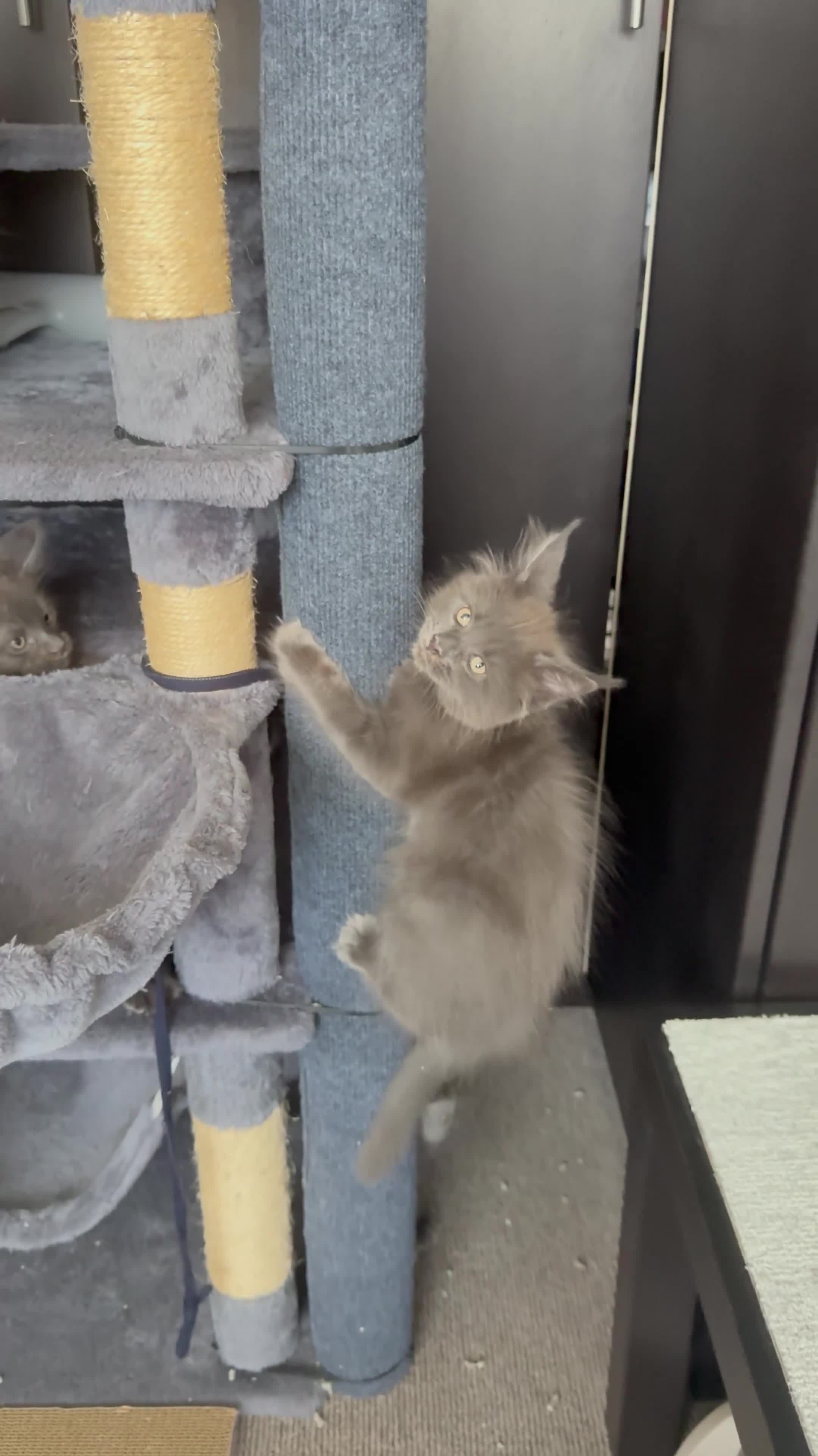 Maine Coon cats for sale: 🐾 READY NOW 🐾 TICA/ GCCF Maine Coon kittens 👑  - Video 2