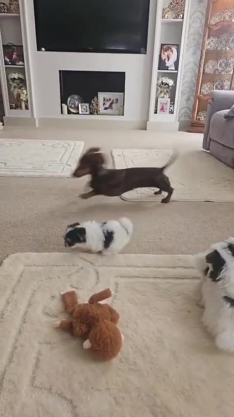 Mixed Breed dogs for sale: BEAUTIFUL POMCHON PUPS  FOR SALE - Video 1