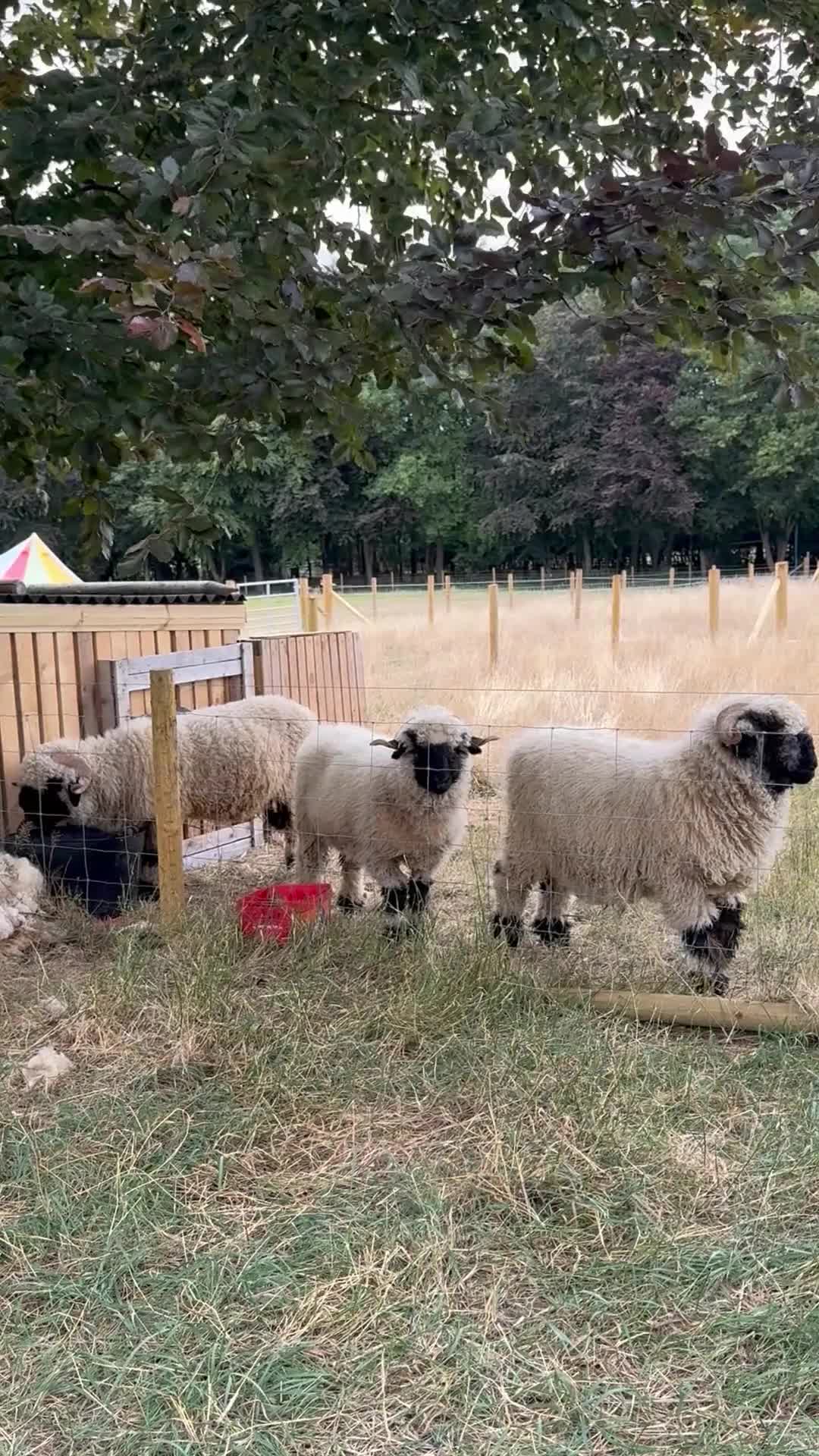 Sheep livestock for sale:  Black nose valais x3 breeding trio - Video 3