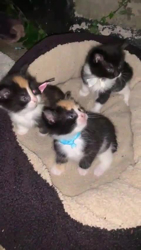 Mixed Breed cats for sale: Kittens for sale  - Video 1