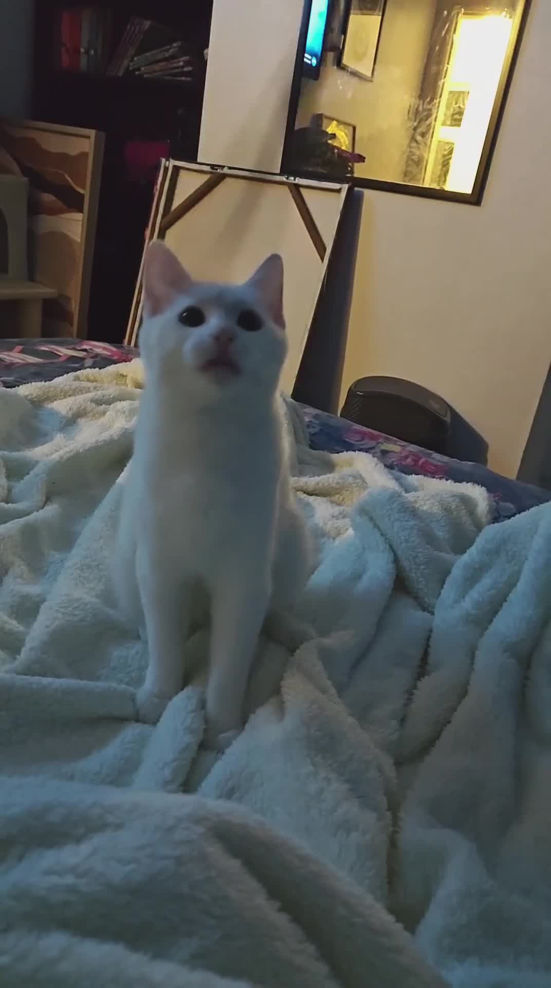 Khao Manee cats for sale: Beautiful Female Kitten - Video 1