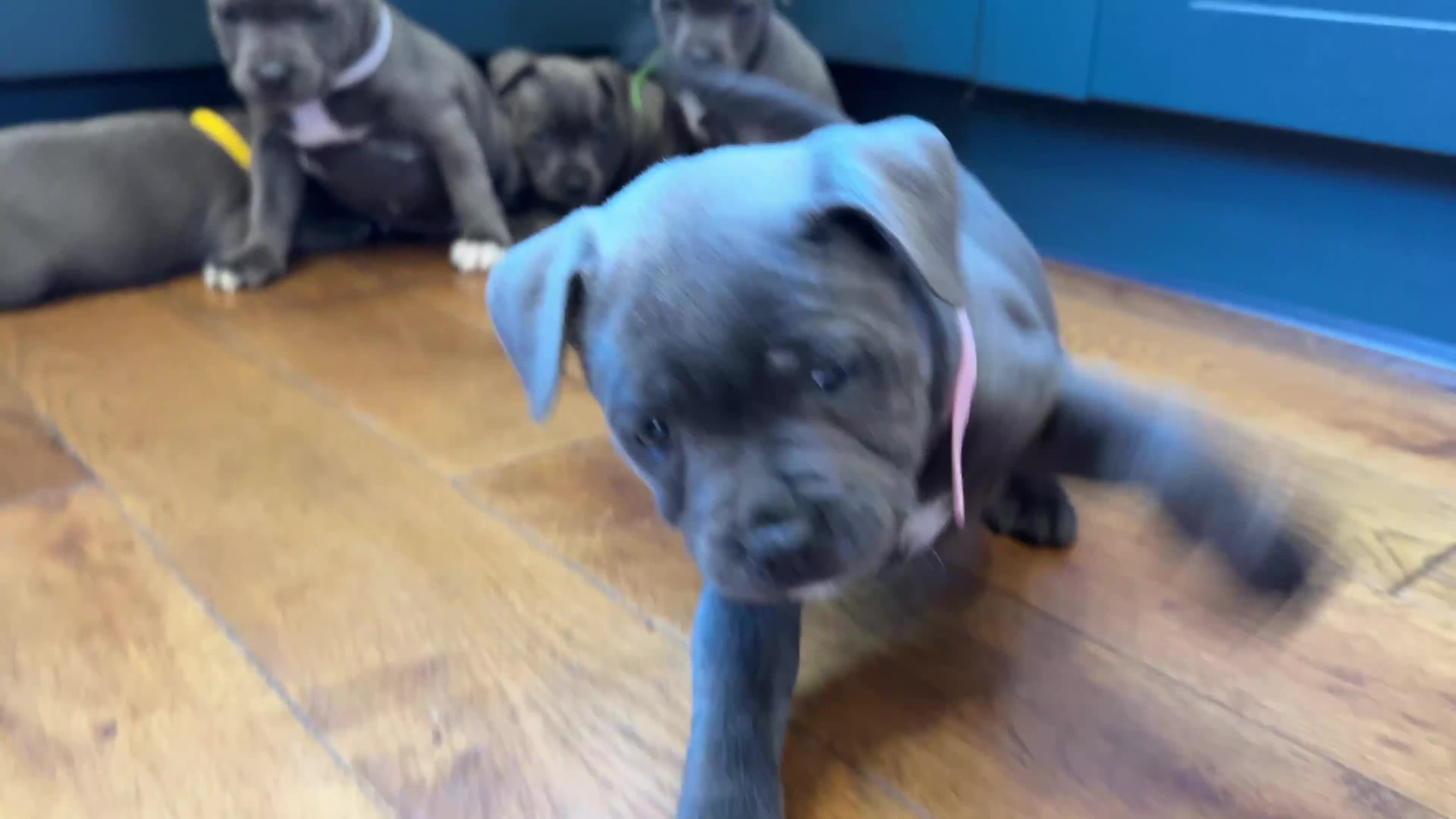 Staffordshire Bull Terrier dogs for sale: ❗️Adorable Staffy Puppies for Sale❗️ - Video 1