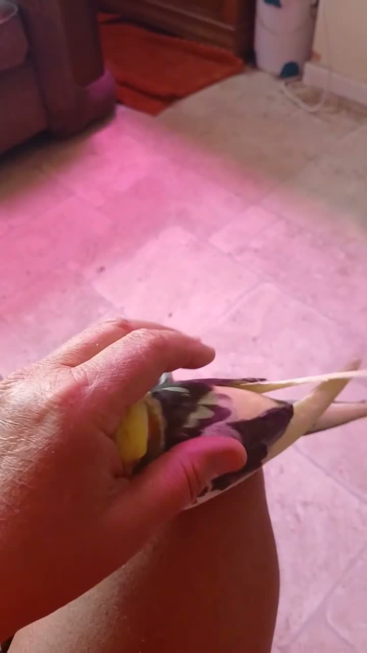 Cockatiels birds for sale: Bobby  - Video 1