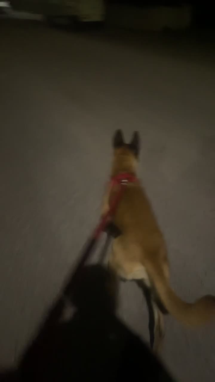 Belgian Shepherd Dog dogs for sale: Zaria  - Video 2