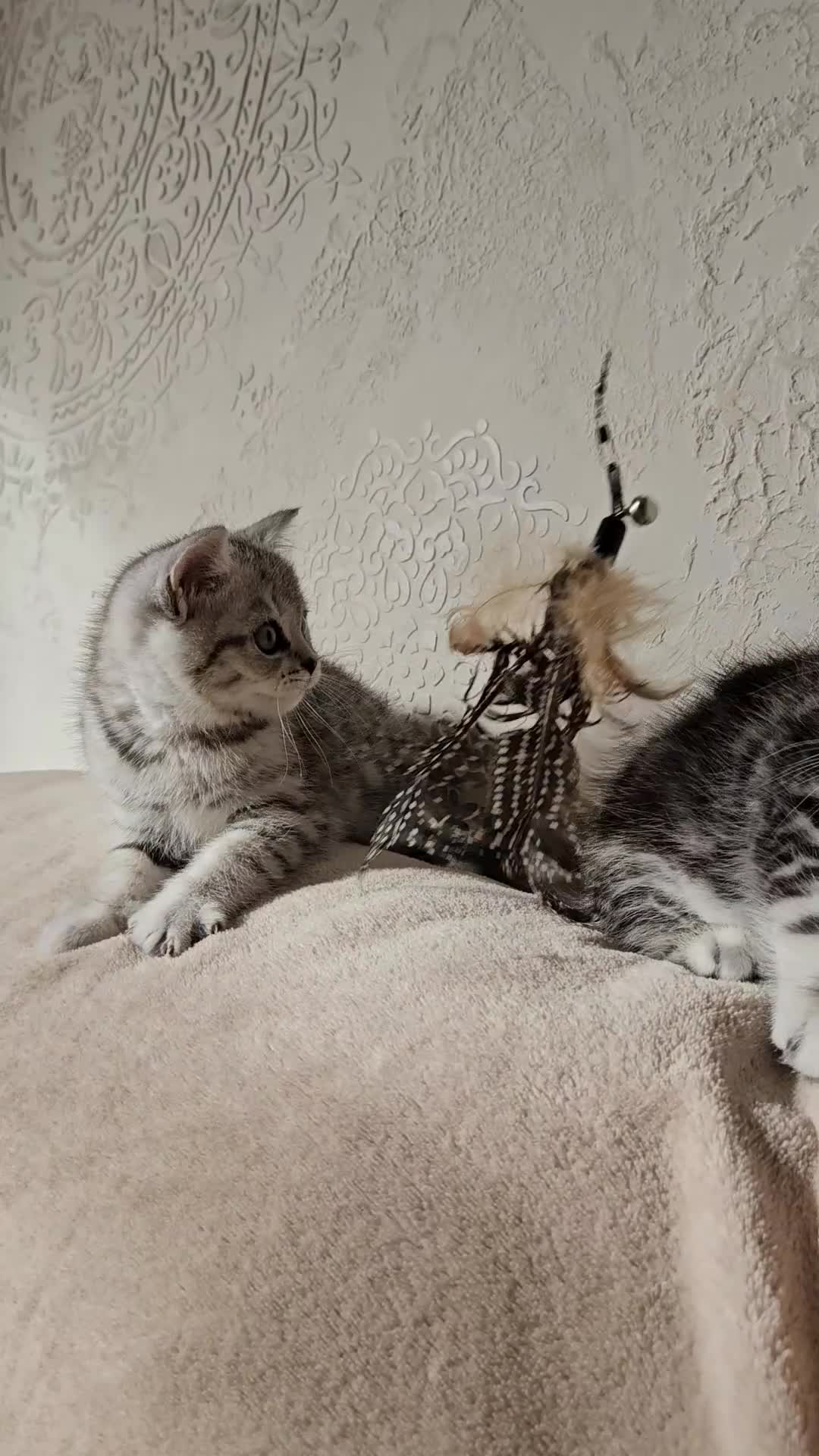 Scottish Fold cats for sale: Scotish fold beautiful kittens 😸  - Video 2