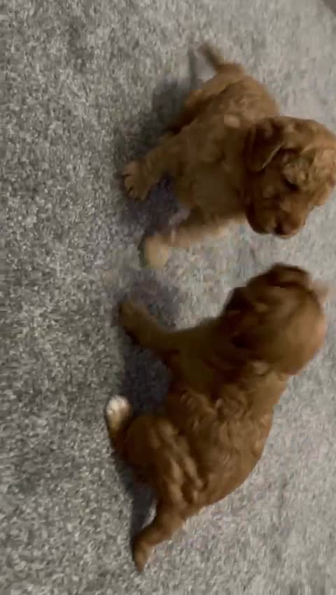 Cockapoo dogs for stud: **PROVEN**Beautiful Red F1 Cockapoo for Stud in Kilmarnock - Video 2