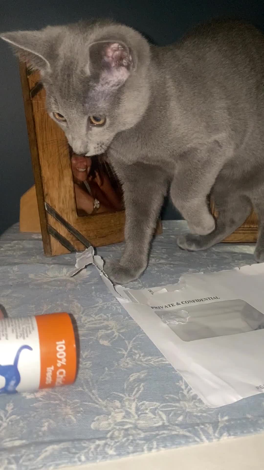 Russian Blue cats for sale: 5 Pure Pedigree Russian Blue Kittens *LAST MALE* - Video 3