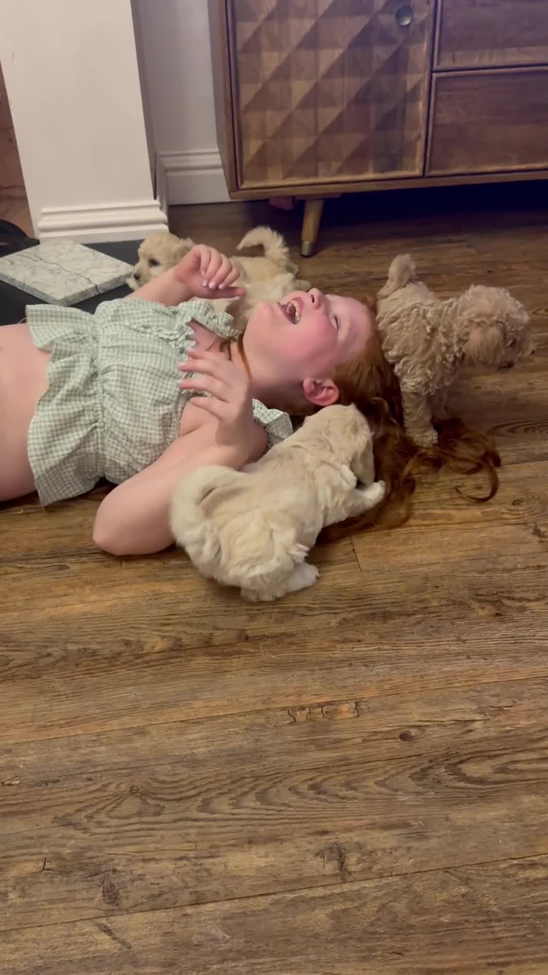 Cockapoo dogs for sale: F2b Cockapoo well handled & social  - Video 1