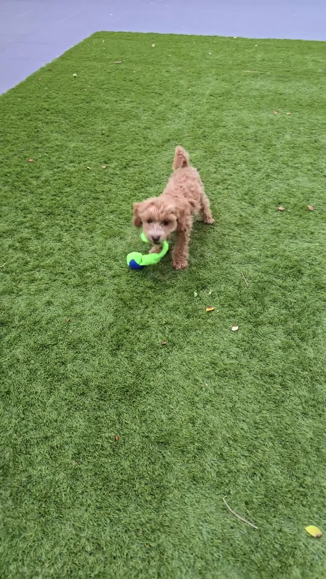 Cockapoo dogs for sale: Beautiful 6 months old cockapoo for rehoming in Maidenhead - Video 1