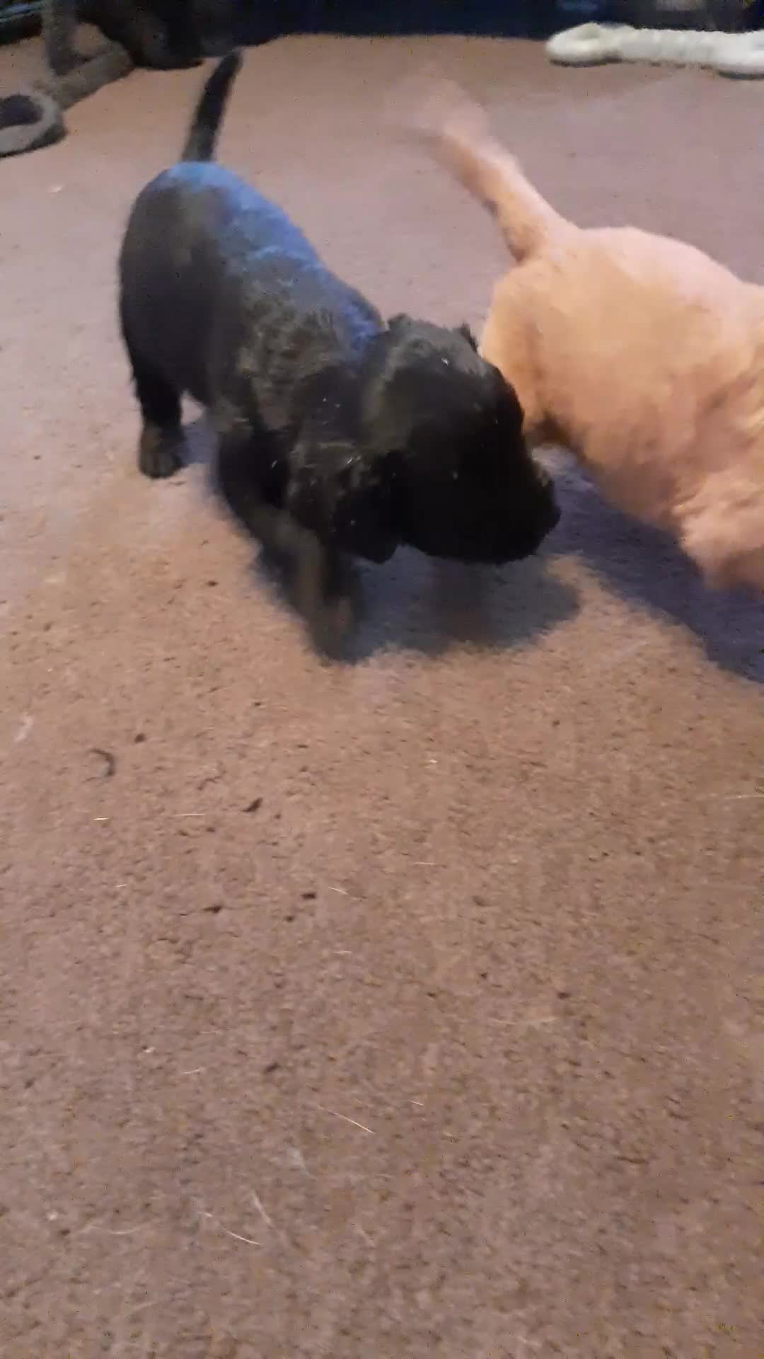 Cockapoo dogs for sale: Stunning litter of cockapoos  - Video 1