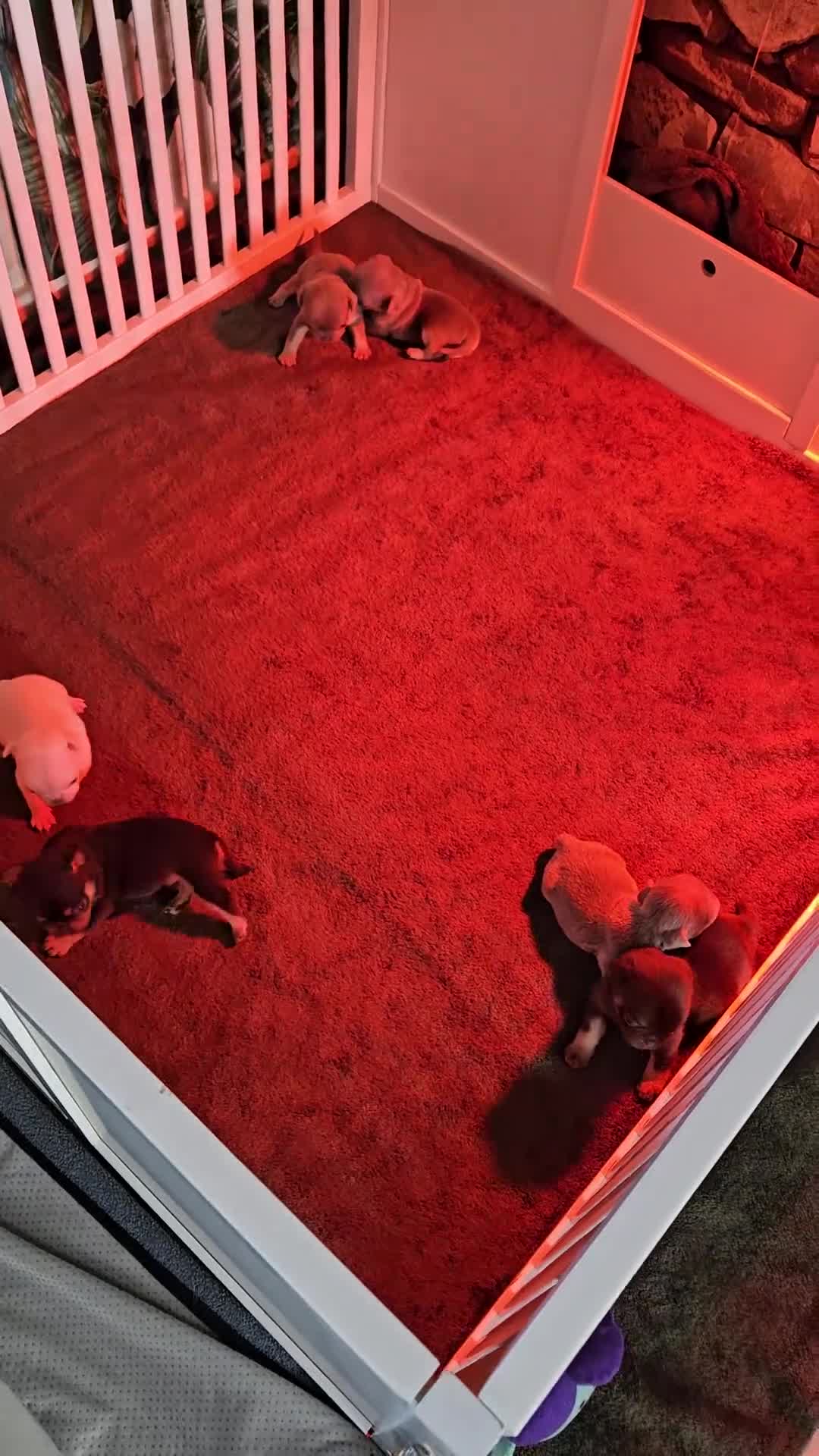 Pug dogs for sale: Reduced!!!Stunning colourful litter of pugs - Video 2