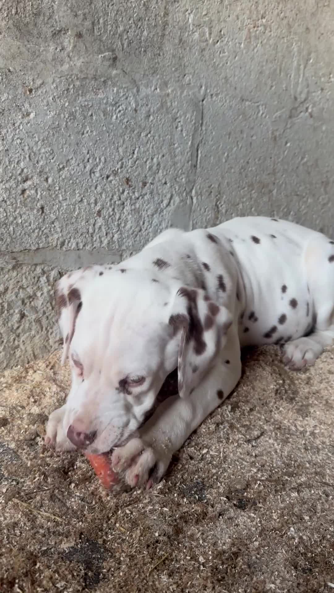 Dalmatian dogs for sale: Last boy! 💙Ready to leave! Dalmatian 🐶  - Video 1