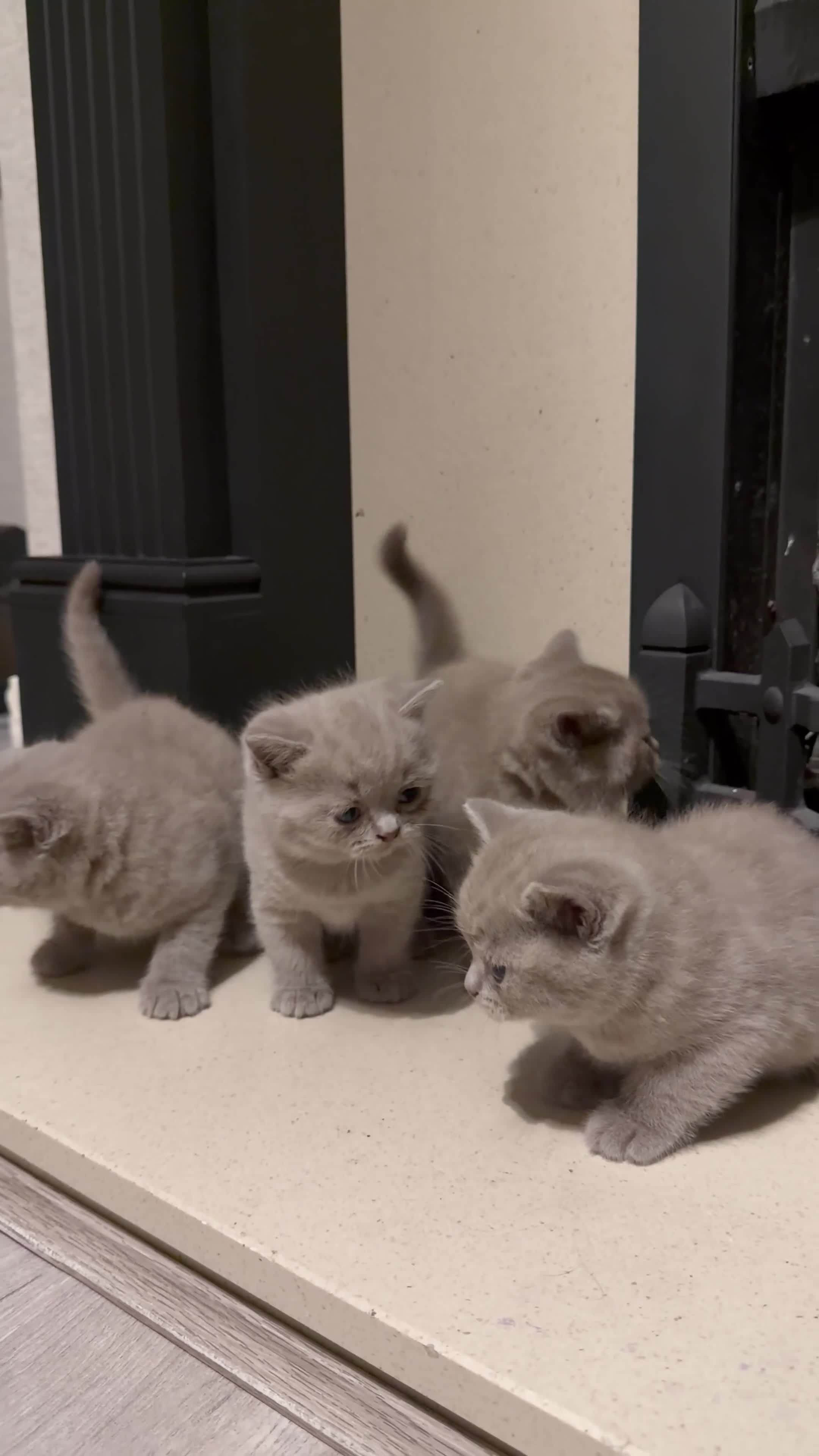 British Shorthair cats for sale: 🐾British shorthair kittens for sale!🐾 - Video 1