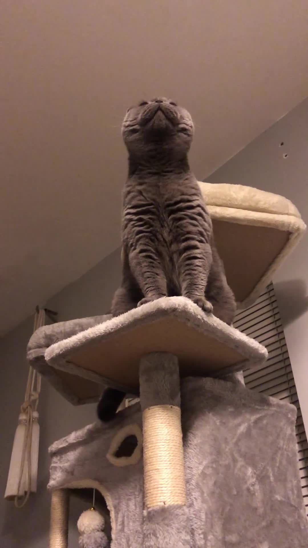 British Shorthair cats for sale: GCCF Active Registered British Shorthair Kittens - Video 2
