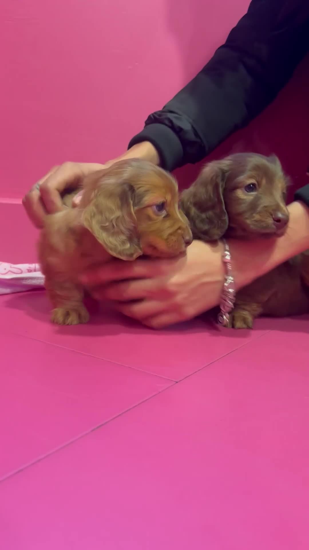 Miniature Dachshund dogs for sale: Stunning LH miniature Dachshund puppies  - Video 1