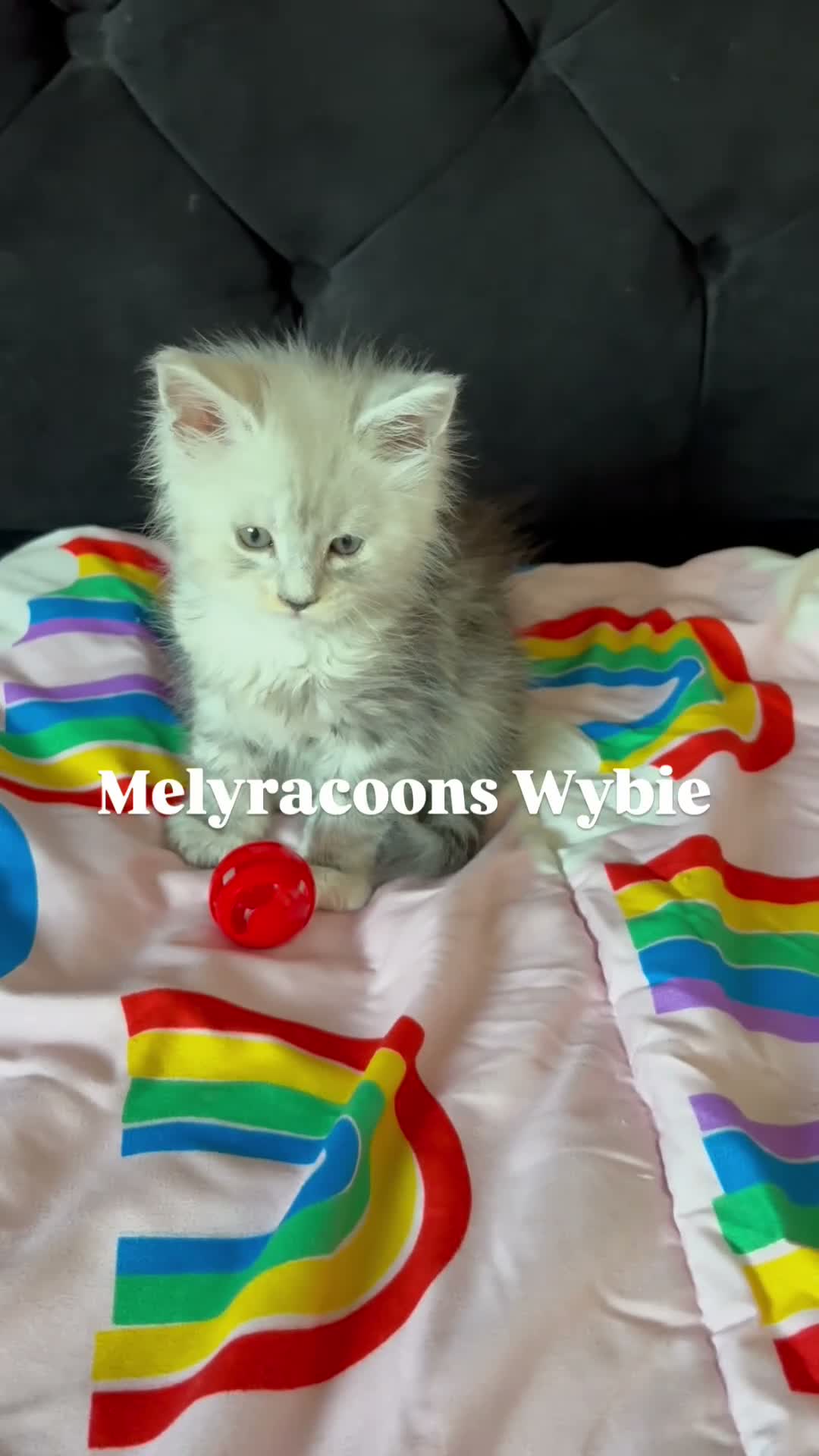 Maine Coon cats for sale: ⭐Mainecoon kittens-Champion lines⭐  - Video 5
