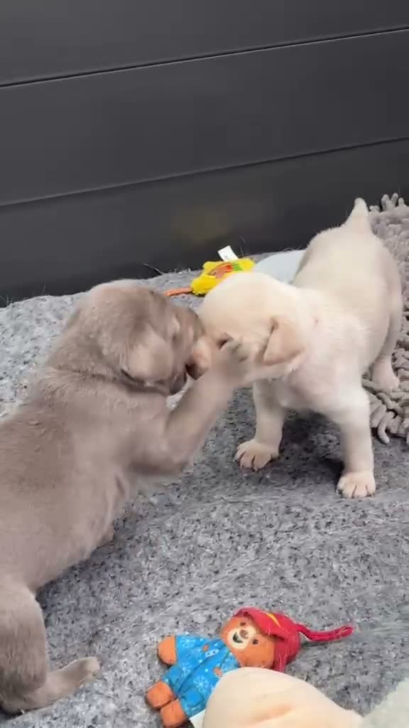 Labrador Retriever dogs for sale: KC health tested 2females left,champagne & silver  - Video 1