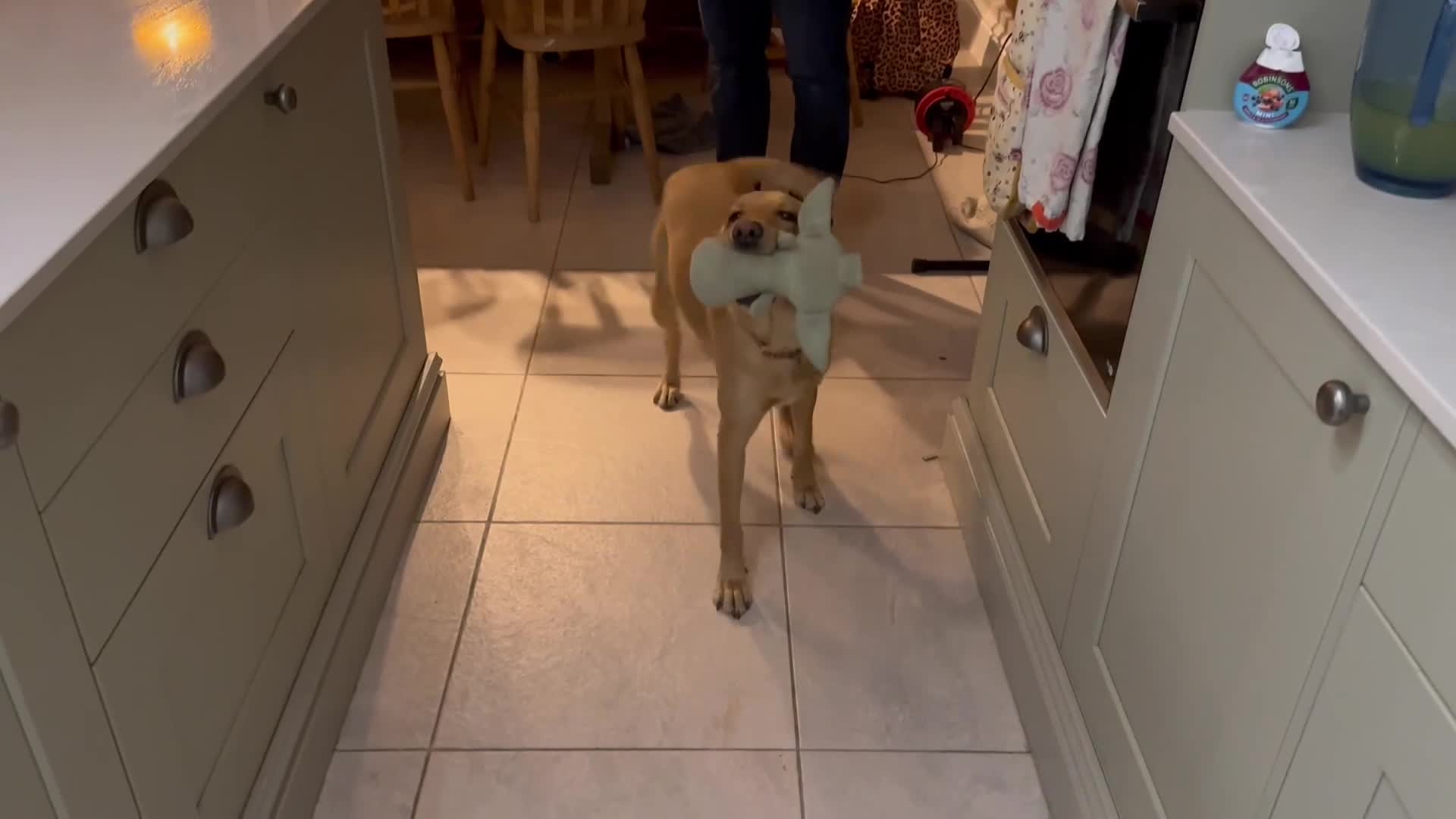 Labrador Retriever dogs for sale: 5 🌟 KC fully health tested FTCH lines, calm Labs  - Video 1