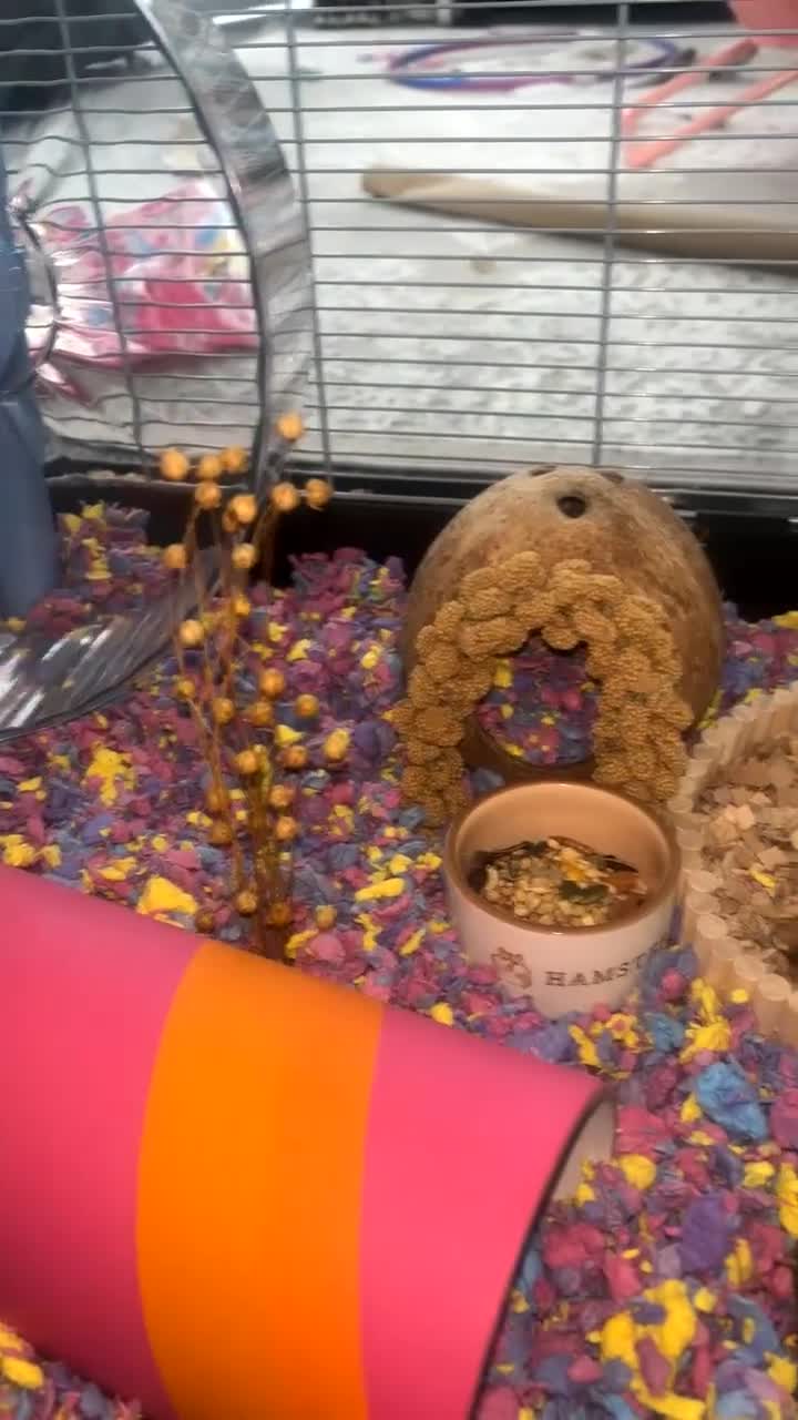 Hamster rodents for sale: Syrian hamster for sale  in Saint Helens - Video 2