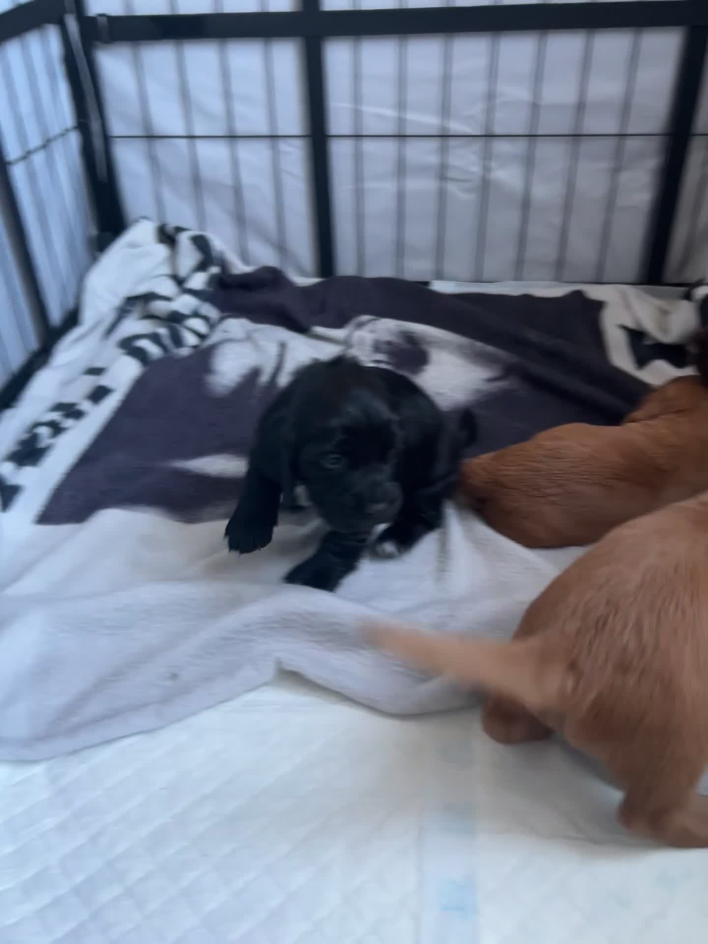 Cocker Spaniel dogs for sale: Working cocker spaniel puppies  in Okehampton - Video 1