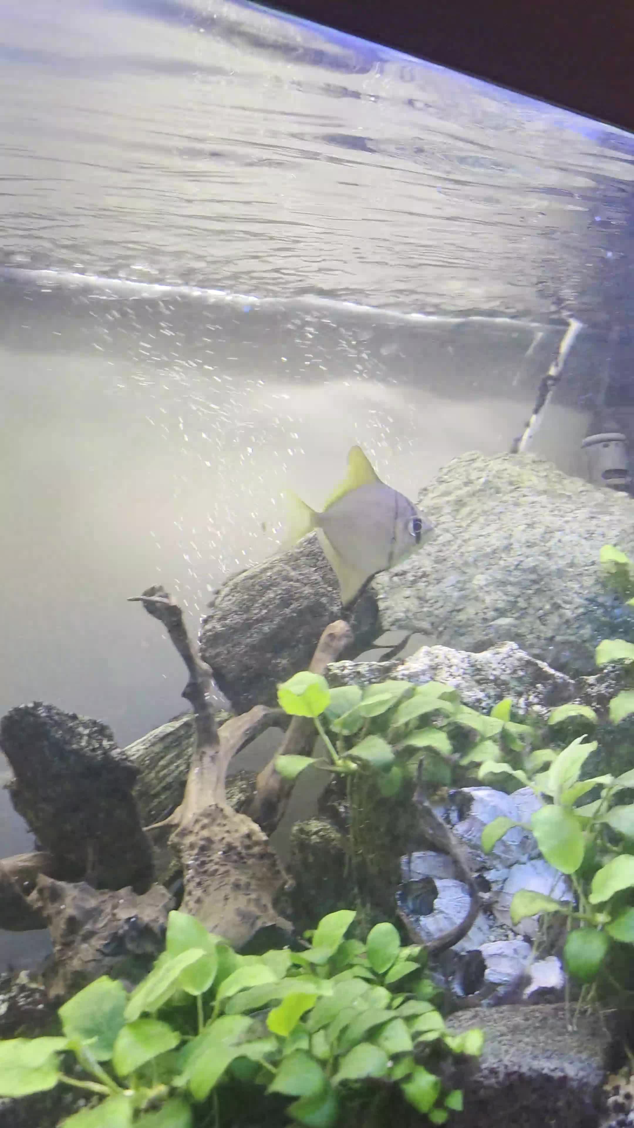 Angelfish fish for sale: Mono Angelfish  - Video 1